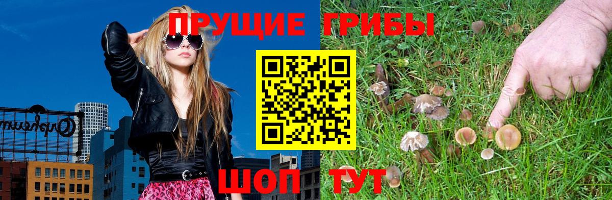 Канаш  Галлюциногенные грибы Cubensis  Вход с VPN 